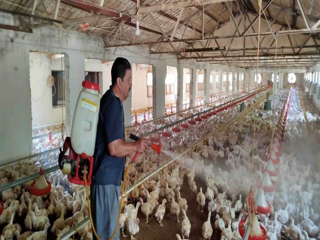 Sıcaktan Bunalan Tavuklara Öyle Bir Çözüm Buldu Ki! Artık Onlar Da Serinliyor