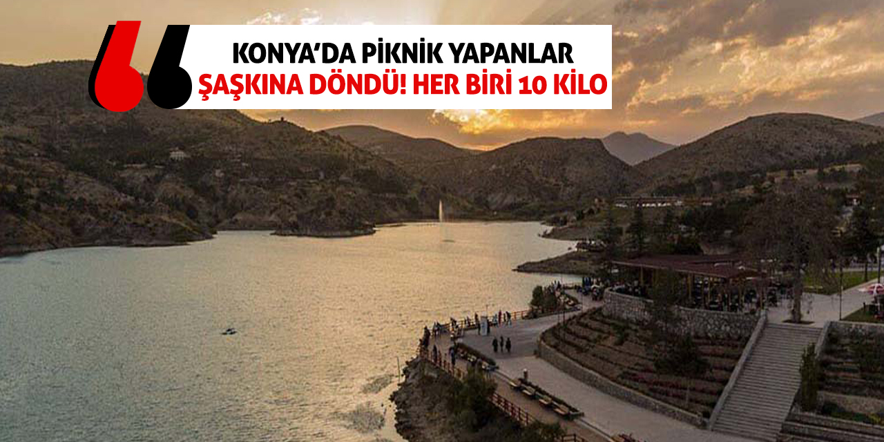 Konya’da piknik yapanlar şaşkına döndü!  Her biri 10 kilo