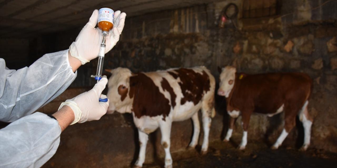 8,5 milyon doz şap aşısını sahalara gönderildi!