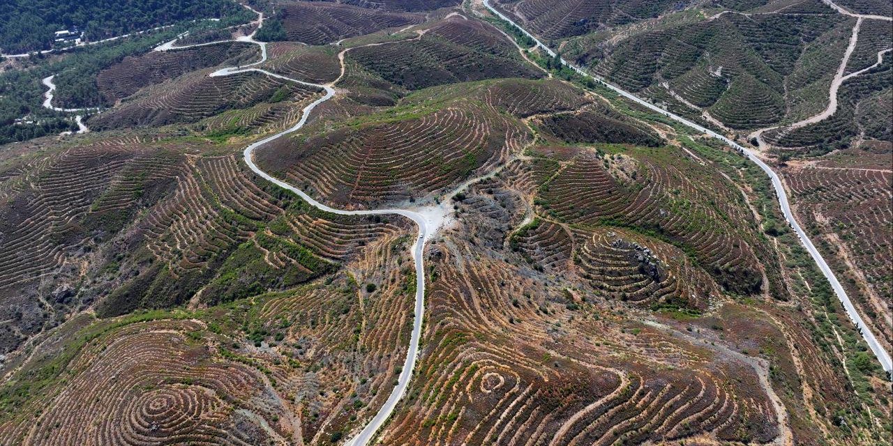 6 yıl önce yanan ormanlık alana dikilen fidanlar 2 metreye ulaştı