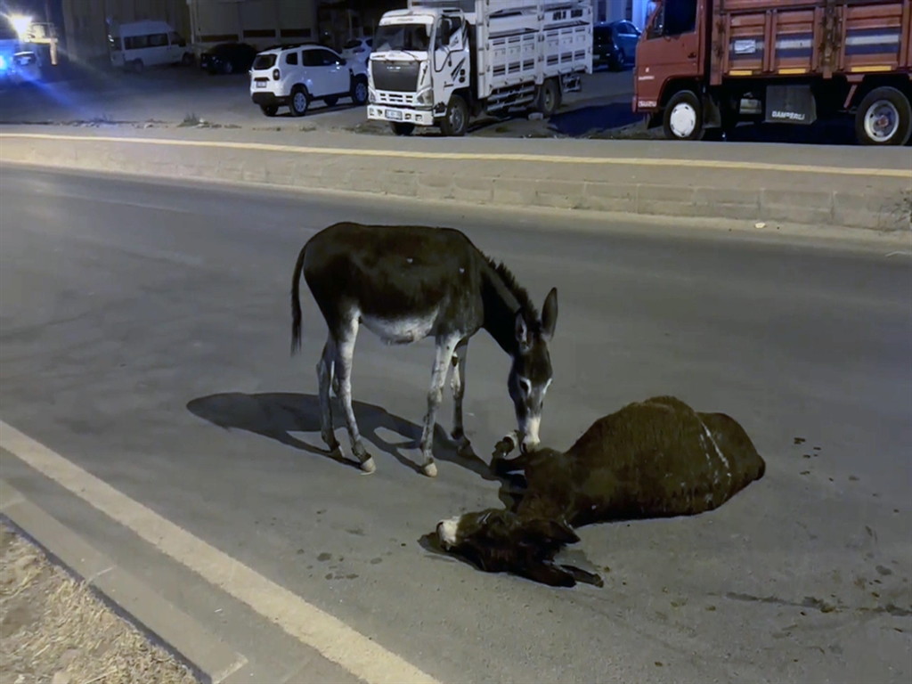 Anne Eşek Öldü, Yavrusu Yanında Kaldı!