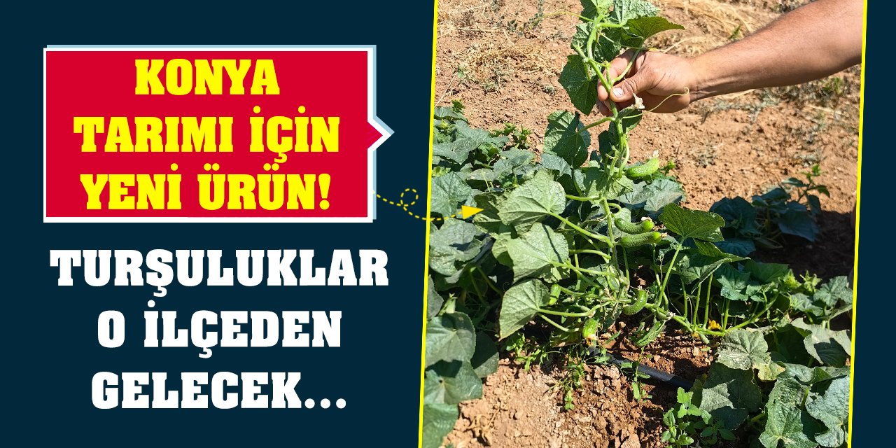 Konya tarımı için yeni ürün! Turşuluklar o ilçeden gelecek...