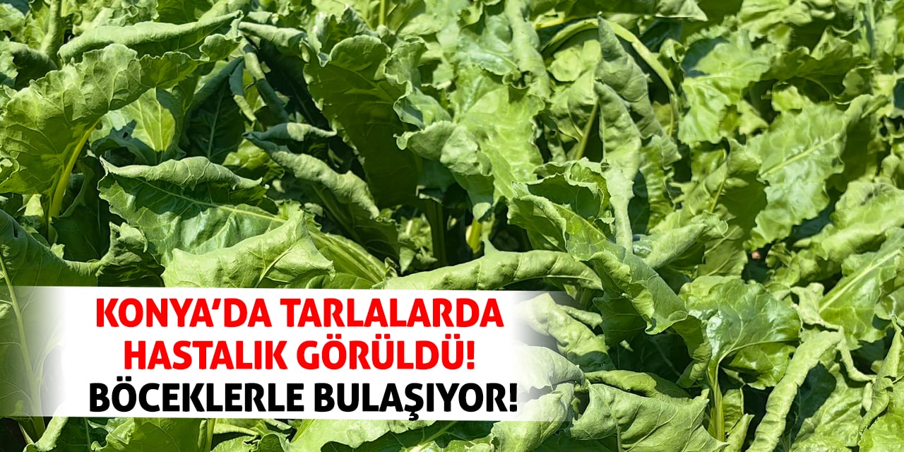 Konya’da tarlalarda hastalık görüldü! Böceklerle bulaşıyor!
