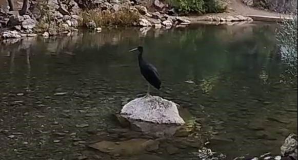 Doğanın Nadide Konukları Konya’da Ortaya Çıktı!