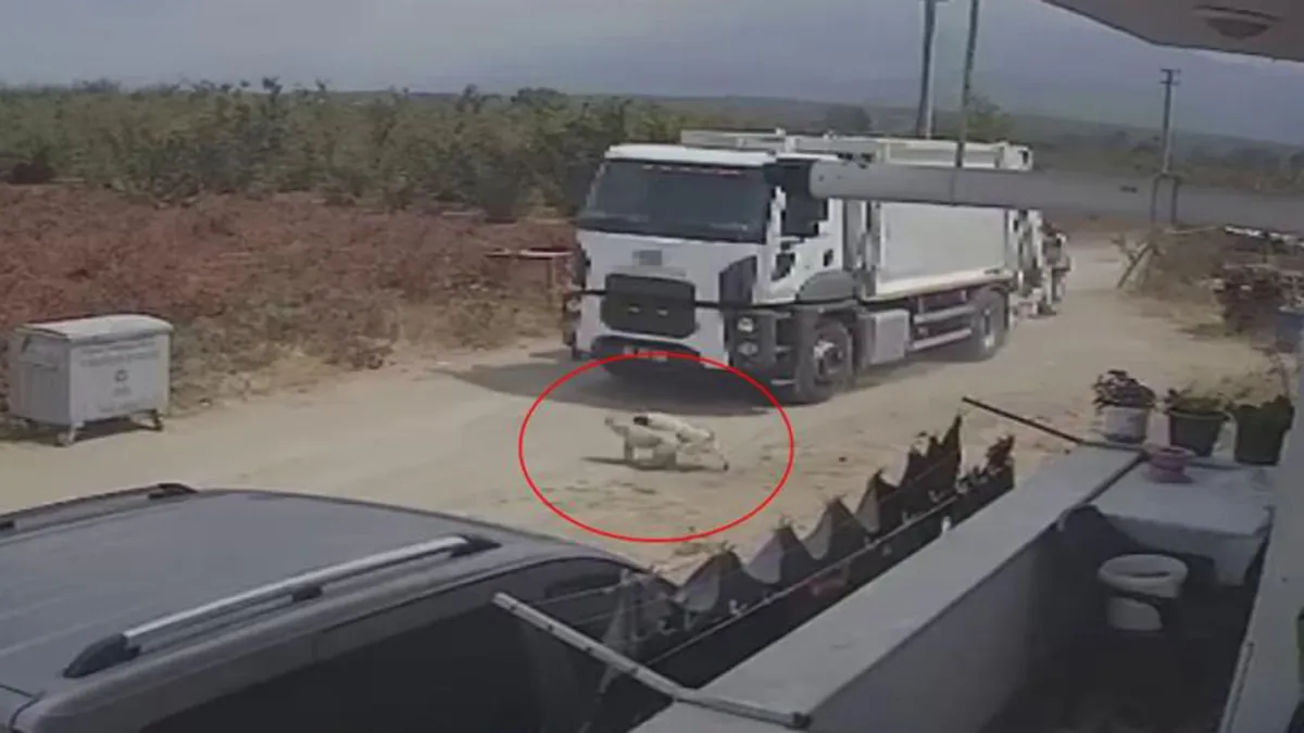 Acımasızlık Son Noktada: Ezilen Köpekler Çöpe Gitti!