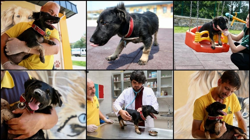 Zifte Saplanan Yavru Köpek Hayata Döndü