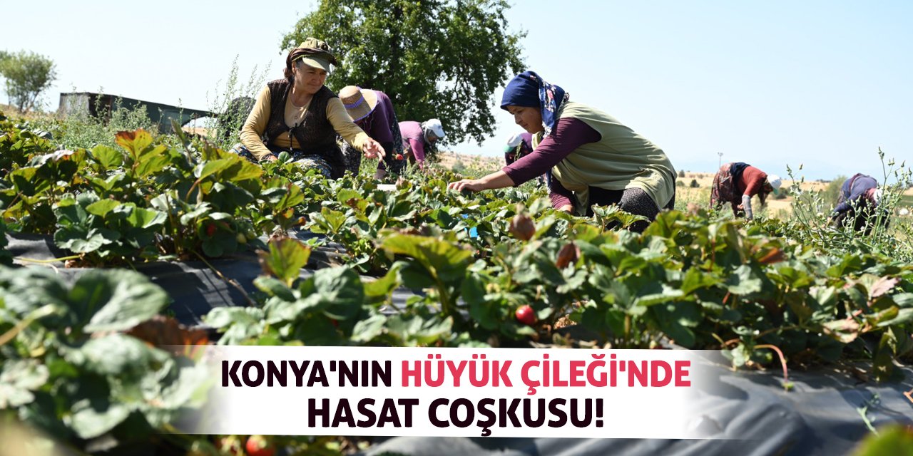 Konya'nın Hüyük Çileği'nde Hasat Coşkusu!