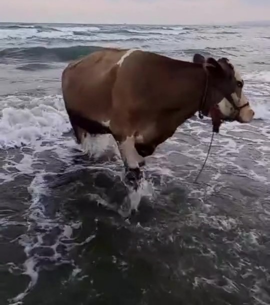 Denizde Serinleyen İnek Görenleri Şaşırttı!
