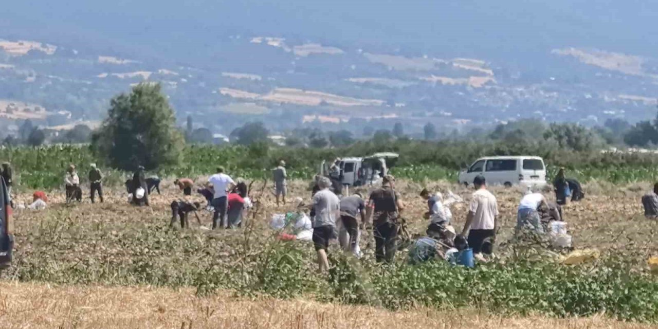 Patates tarlasındaki ürünleri ücretsiz dağıttı