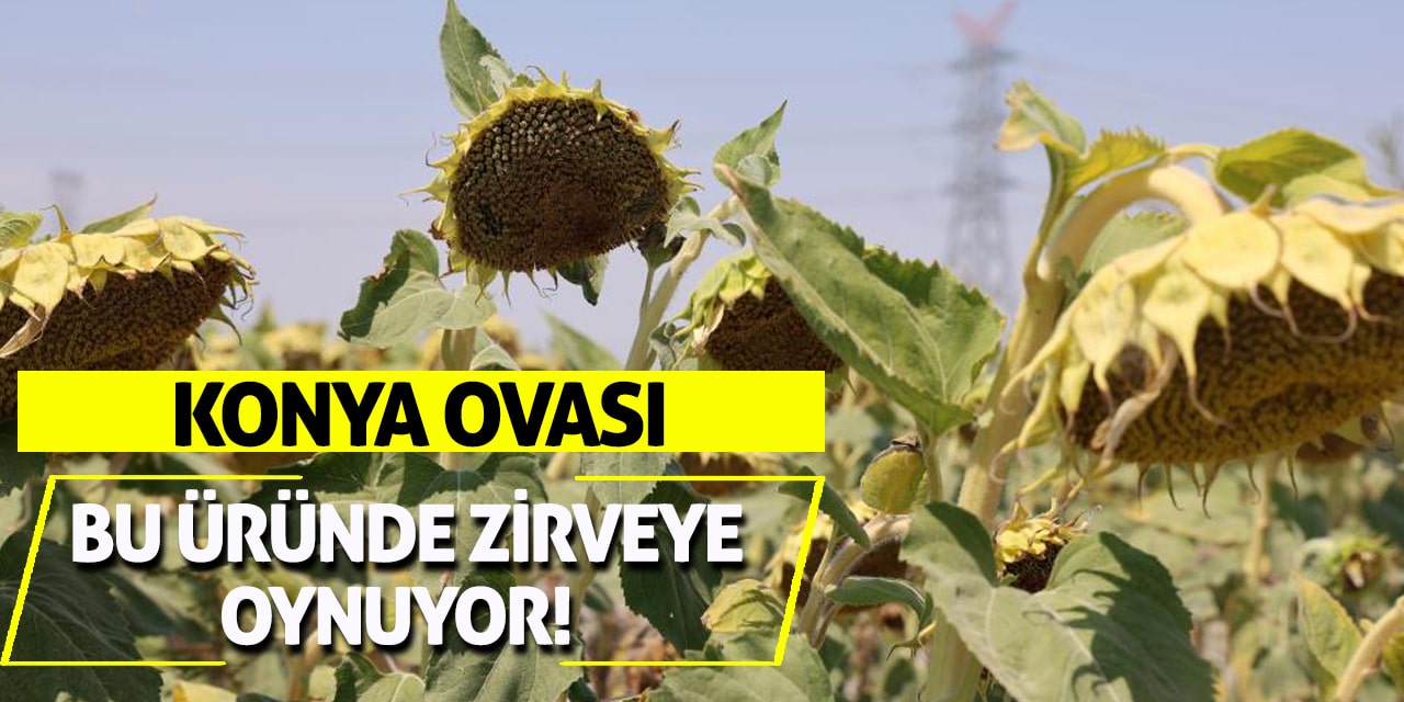 Konya Ovası Bu Üründe Zirveye Oynuyor!