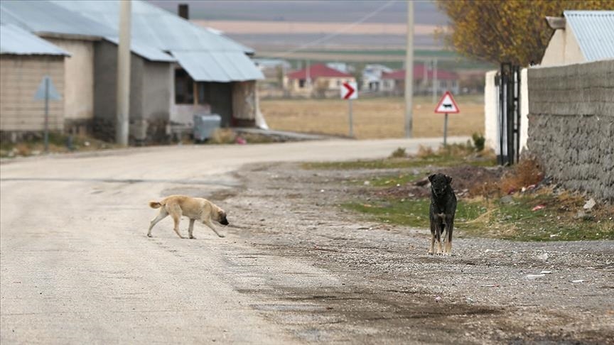 Sahipsiz köpeklerden kaçarken öldü!