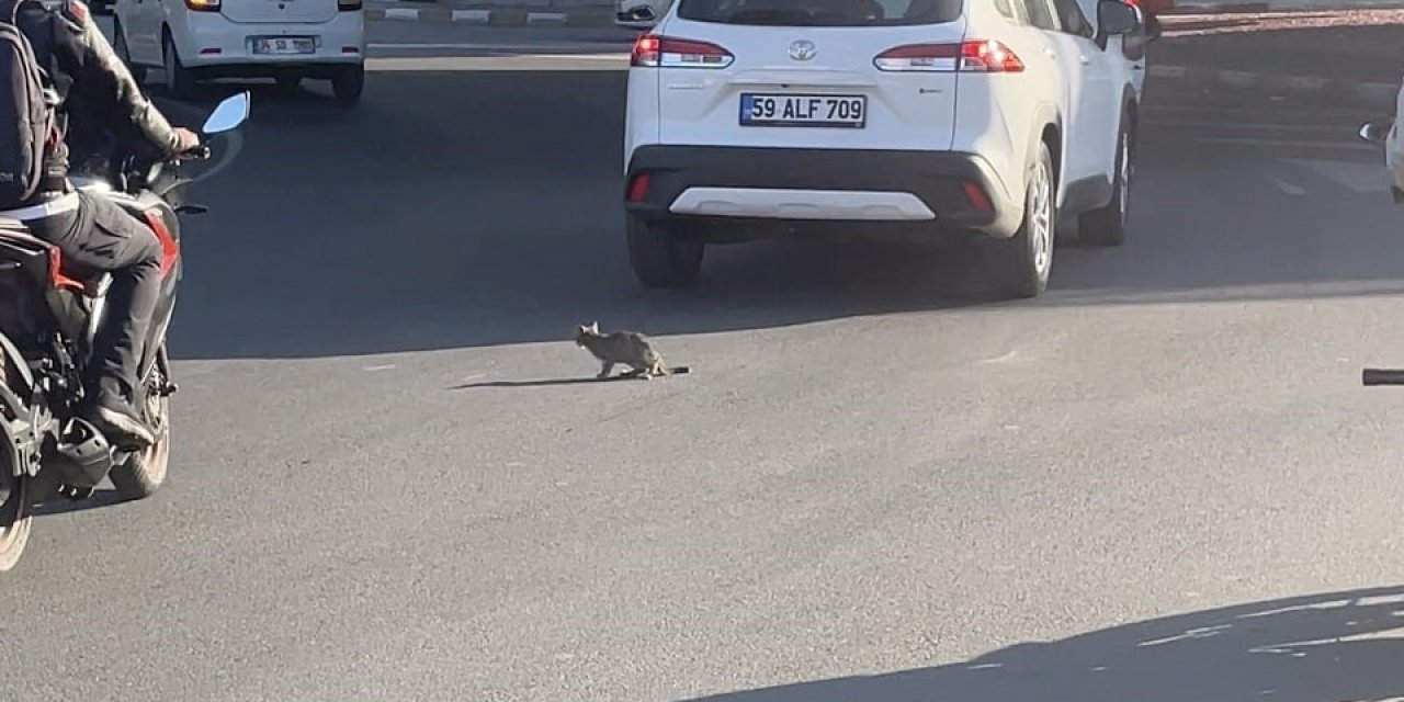 Yavru kedi trafikte sürücülere zor anlar yaşattı