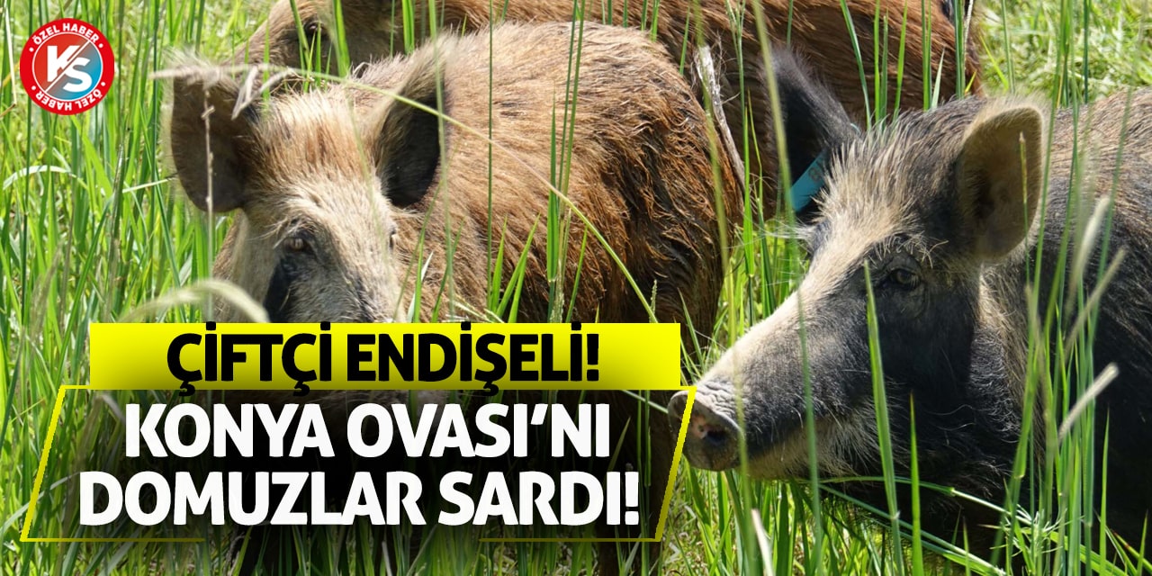 Konya Ovası'nı domuzlar sardı! Çiftçiler endişeli!