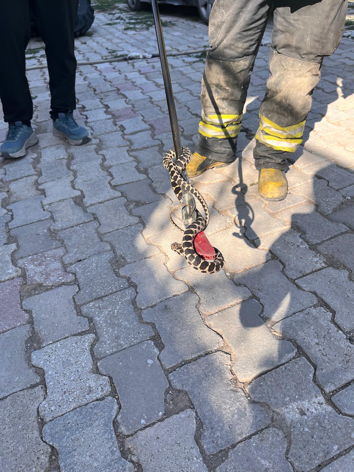 Konya'da evin bodrumuna giren yılan böyle yakalandı!