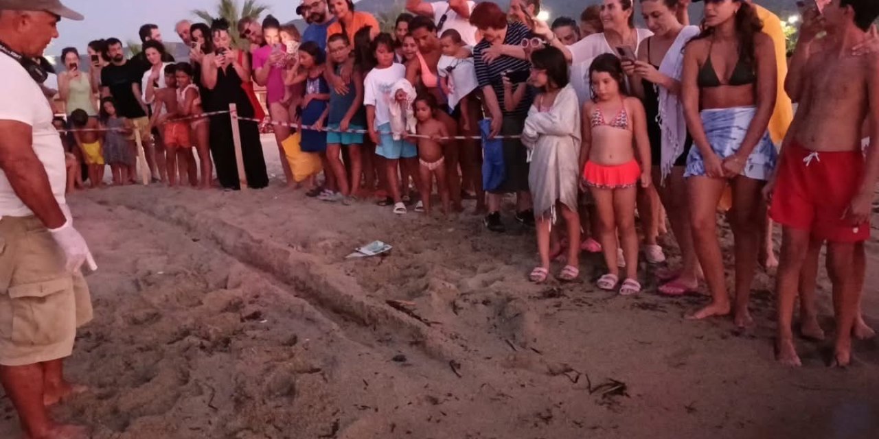 Yuvadan ilk yavru caretta carettalar denize ulaştı