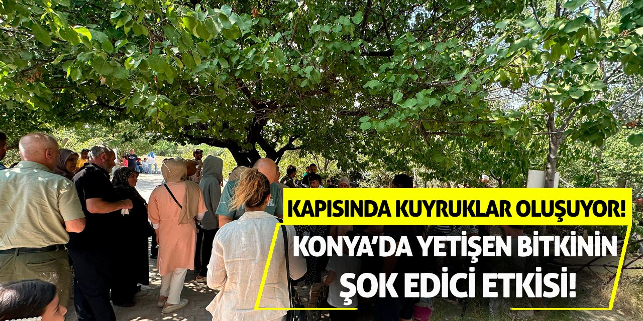 Konya’da yetişen bitkinin şok edici etkisi! Kapısında kuyruklar oluşuyor!