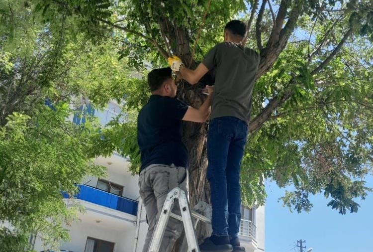Konya’da esnaf kedi için seferber oldu