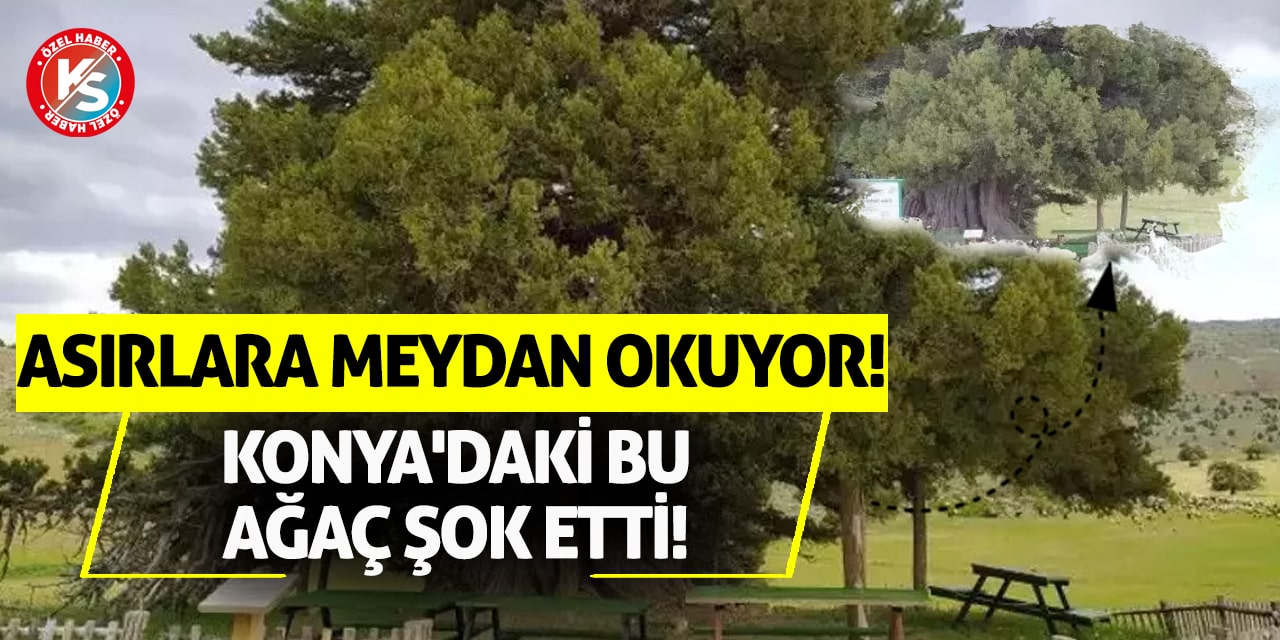 Asırlara Meydan Okuyor! Konya'daki Bu Ağaç Şok Etti!