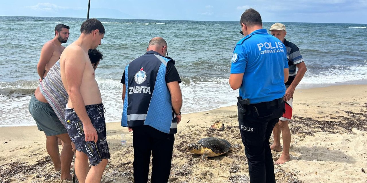 Yaralı caretta caretta tedaviye alındı