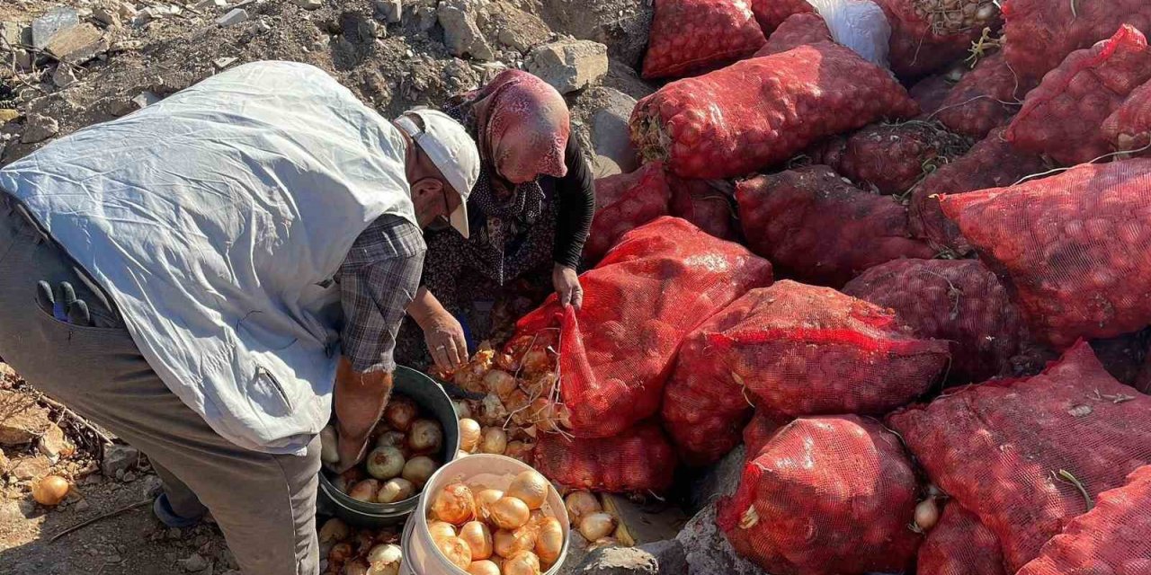 Boş araziye dökülen tonlarca soğanı vatandaşlar evlerine götürdü