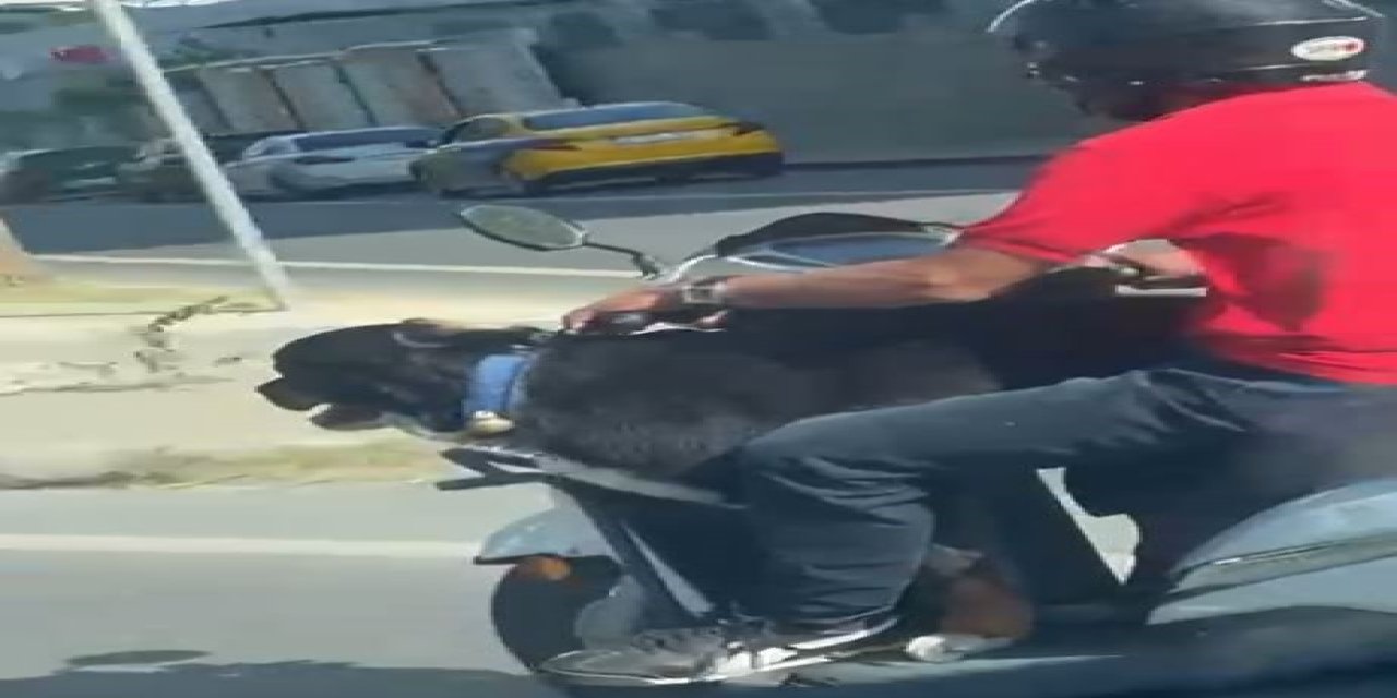Motosiklet üzerinde köpekle tehlikeli yolculuk