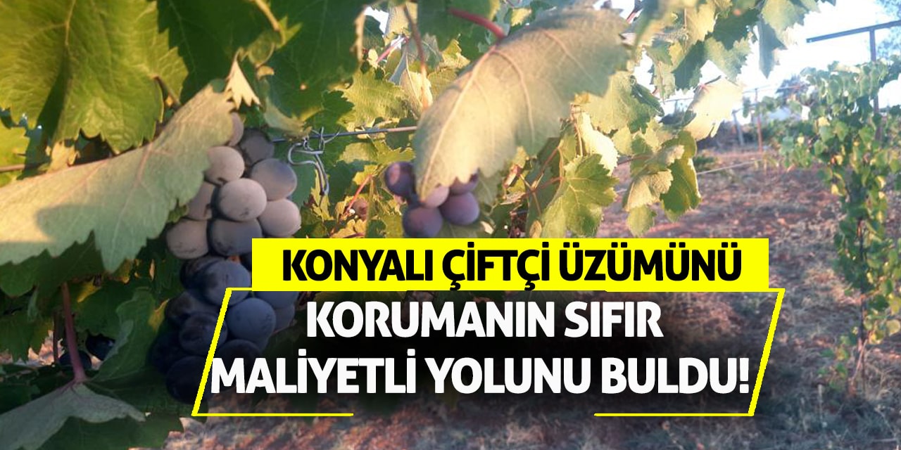 Konyalı çiftçi üzümünü korumanın sıfır maliyetli yolunu buldu!