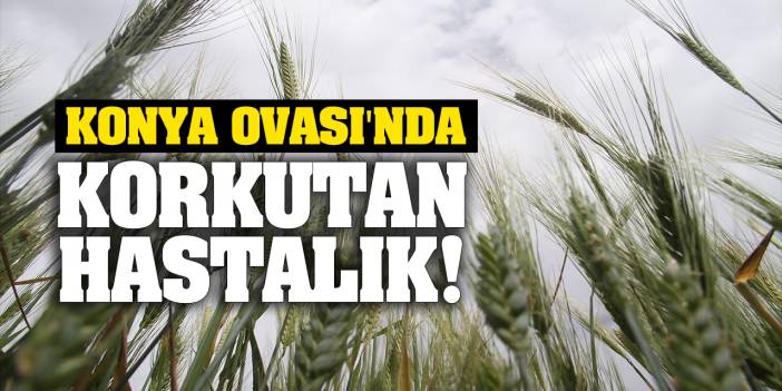 Konya Ovası'nda korkutan hastalık!