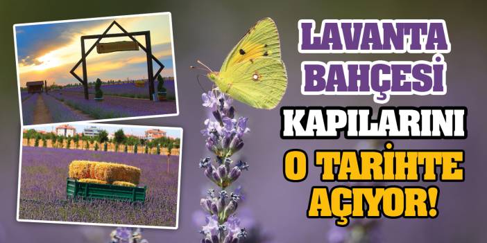 Lavanta Bahçesi Kapılarını O Tarihte Açıyor!