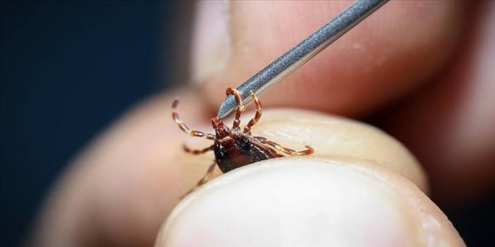 Yöntem belli oldu: Sivrisinek ve keneden kurtulmayı sağlayan etkili yöntem