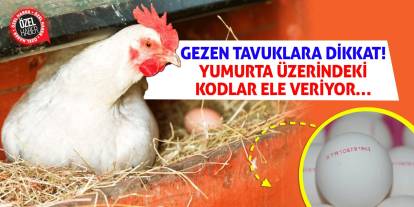 Gezen Tavuklara Dikkat! Yumurta Üzerindeki Kodlar Ele Veriyor…