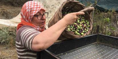 Günlük 3 bin liraya çalışacak zeytin işçisi bulunamıyor