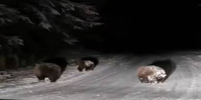 Bolu’da karlı yoldaki bozayılar kamerada