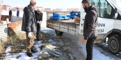 Eslem'in ölümü sonrası bölgedeki sokak köpekleri toplanıyor