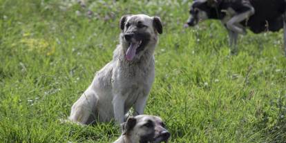 Mersin'de başıboş köpekler 26 küçükbaş gebe hayvanı telef etti