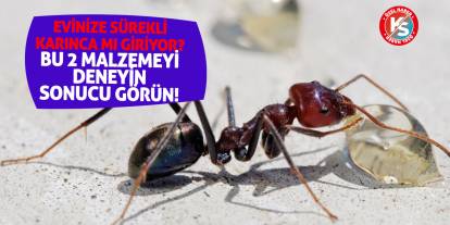 Evinize sürekli karınca mı giriyor? Bu iki malzemeyi deneyin ve sonucu görün!