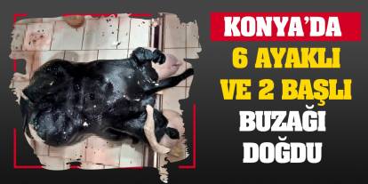 Konya'da 6 ayaklı ve 2 başlı buzağı doğdu