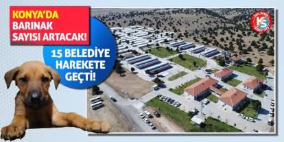 Konya’da Barınak Sayısı Artacak! 15 Belediye Harekete Geçti!