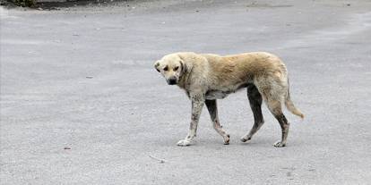 Ekmek almaya giderken sahipsiz köpeklerin saldırdığı çocuk ağır yaralandı!