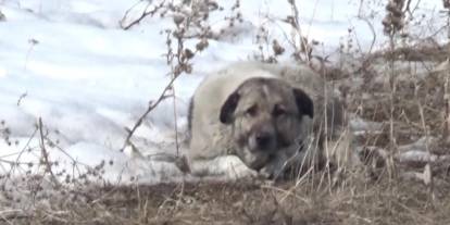 Başıboş köpekler 12 yaşındaki Eslem'i hayattan kopardı