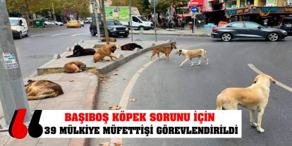 Başıboş köpek sorunu için 39 mülkiye müfettişi görevlendirildi