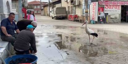 Yaren, diğer leylekleri de alıştırdı