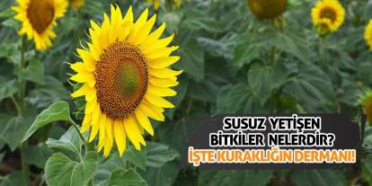 Susuz yetişen bitkiler nelerdir? İşte kuraklığın dermanları!