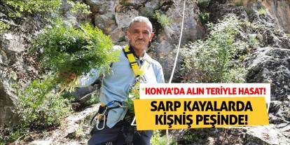 Sarp Kayalarda Kişniş Peşinde! Konya’da Alın Teriyle Hasat!