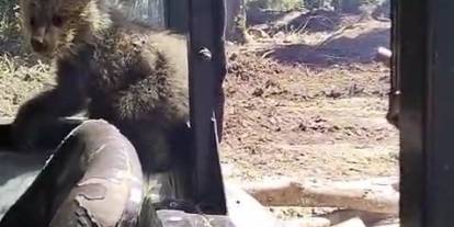 Orman işçilerinin yanına gelen yavru ayı koruma altına alındı