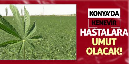 Konya'da kenevir hastalara umut olacak!