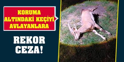 Koruma altındaki keçiyi avlayanlara rekor ceza!