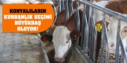 Konyalıların kurbanlık seçimi büyükbaş oluyor!