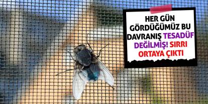 Her Gün Gördüğümüz Bu Davranış Tesadüf Değilmiş! Sırrı Ortaya Çıktı
