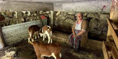 Artvin’de bir inek dördüz doğurdu, aile büyük sevinç yaşadı