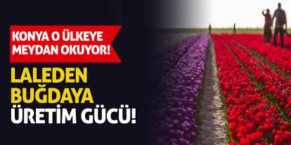 Konya o ülkeye meydan okuyor! Laleden buğdaya üretim gücü